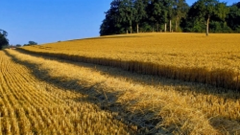 ЕК обмисля директива за намаляване на митото за зърно