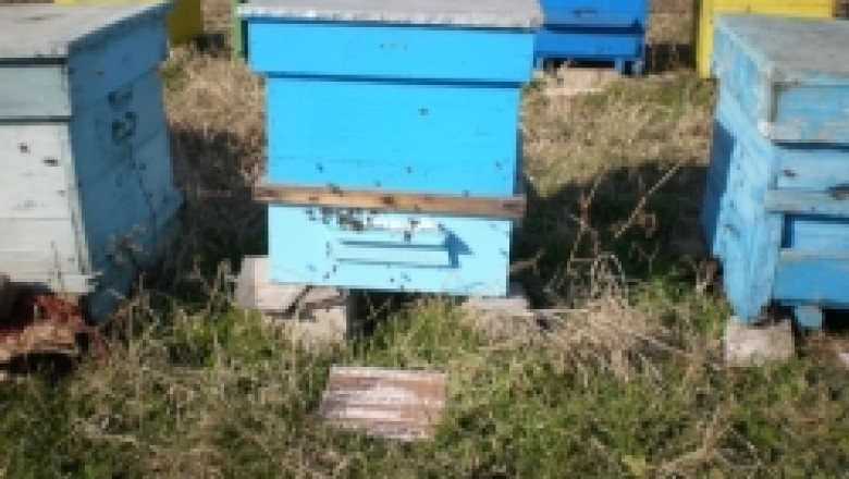 В Кюстендилско се наблюдава странно изчезване на цели пчелни семейства