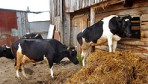 Ухажват и животновъдите със спорната нотификация за акциза на горивата - Agri.bg