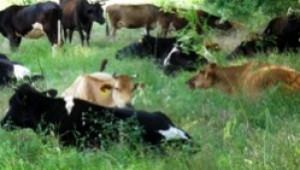 1,6 млн. лв. пътуват към банковите сметки на животновъди от различни краища на България - Agri.bg