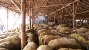 Фермер.БГ откри ферма с овце, които според НВМС не съществуват - Agri.bg