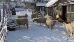 Не се предвижда ваксинация срещу шап на животните у нас - Agri.bg