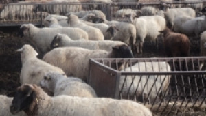 Русия забрани вноса на животинска продукция от България - Agri.bg