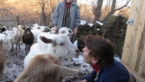 Инквизицията на животни в село Кости разплака фермерите - Agri.bg