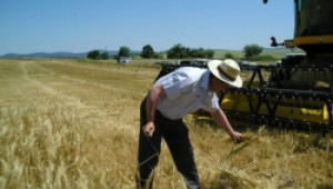 С пшеничено зърно покоряваме екзотични пазари - Agri.bg