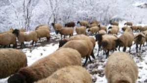 Изтребват всички животни в село Кости, болестта се разраства - Agri.bg