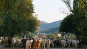 Субсидиите за глава животно не достигнаха до 3000 фермери - били длъжници на НАП - Agri.bg
