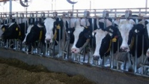 Румънците чакат субсидии по 100 евро на крава и 10 евро за овца - Agri.bg