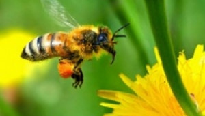 ДФЗ: Пчеларството в България все още има екстензивен и разпокъсан характер - Agri.bg