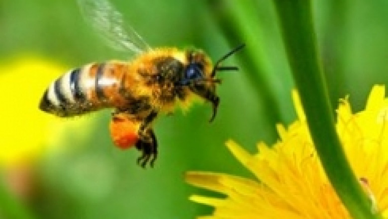ДФЗ: Пчеларството в България все още има екстензивен и разпокъсан характер