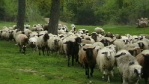 Учредяват най-голямата животновъдна организация в България - Agri.bg