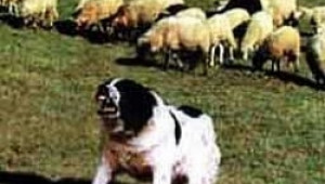 Дават пари на животновъди, ако са хуманни към кучетата, водещи стадата им - Agri.bg
