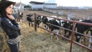 Гласят комбинирана държавна и европейска помощ за млякото - Agri.bg
