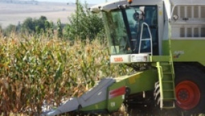 800 кг. добив от декар царевица отчитат фермери в Добричко - Agri.bg