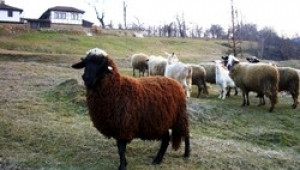 Застрашени от изчезване български породи животни ще дефилират в Маджарoво - Agri.bg