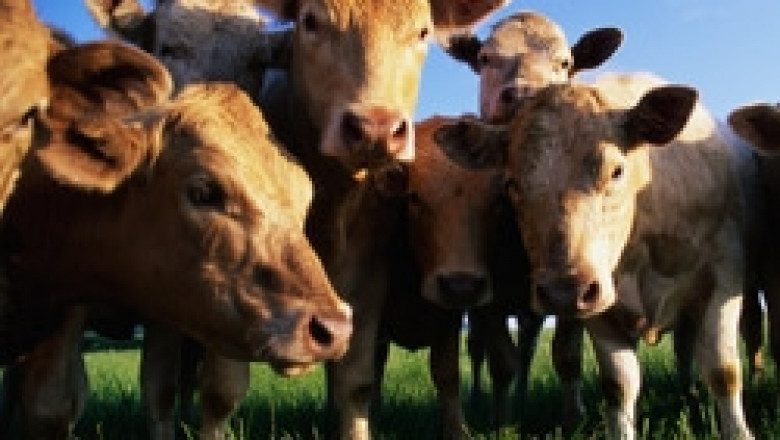 Още седмица се приемат заявки за подпомагане по схемата за клане и износ на телета и говеда