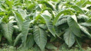 Предлагат да се либерализира пазарът на изкупуването на тютюн - Agri.bg