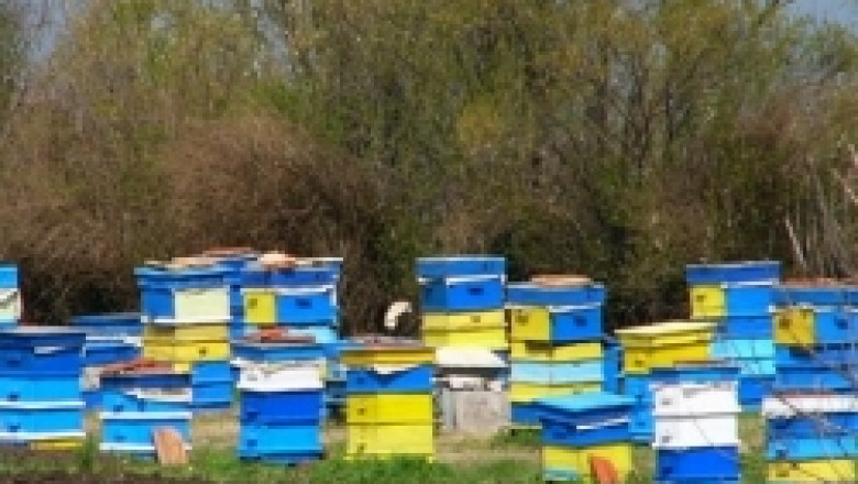 От 15-и Октомври започва прием на проекти от пчеларските сдружения