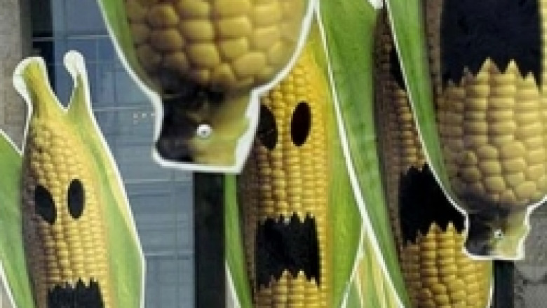Над 1 млн. души се подписаха против ГМО в петиция на Грийнпийс