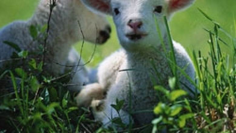 Европейската комисия одобри нови субсидии за овцевъдство в Родопите