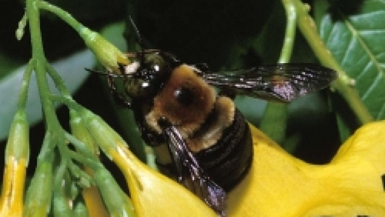 Конгрес на пчеларите - Апиславия се провежда от днес във Варна