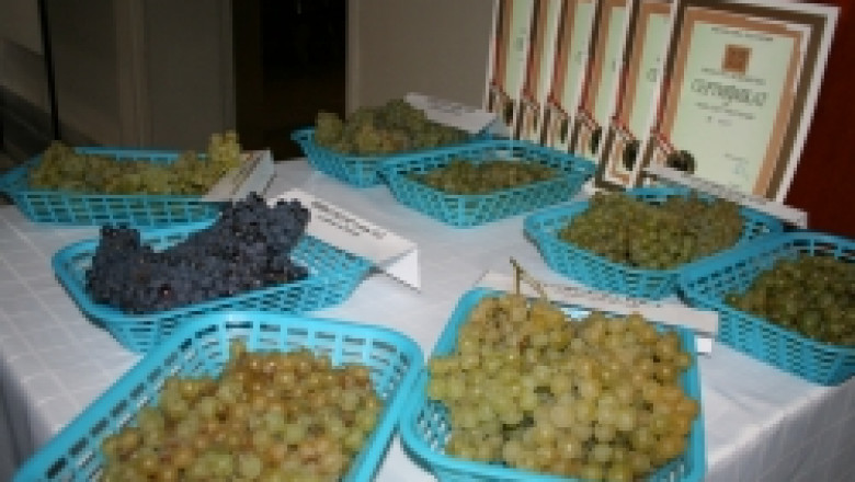 Нови сортове грозде показа ИЛВ - Плевен