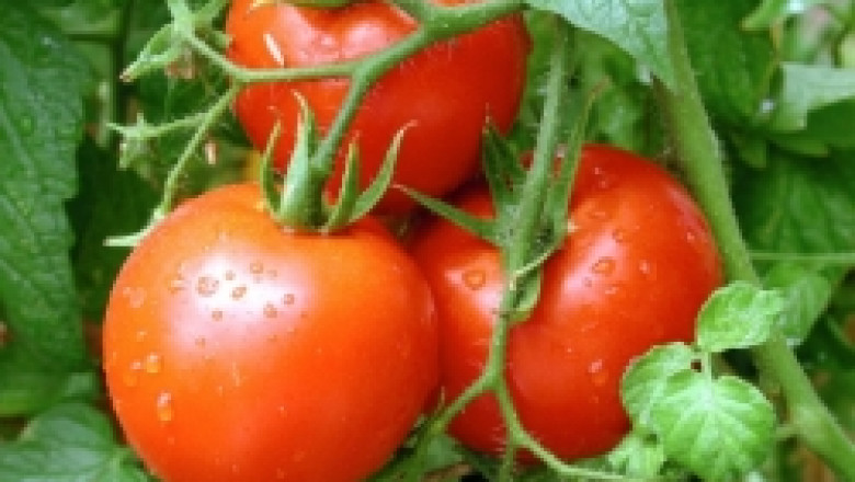 Слаб интерес у производителите на домати и пипер за кредитите от ДФЗ