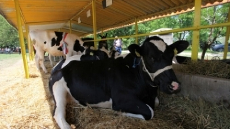 Стимулирането на племенното животновъдство може да помогне на млекопроизводството у нас