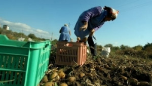 Внос на субсидирани немски картофи убива родните картофопроизводители - Agri.bg