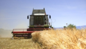 Земеделските стопани от Добруджа подновиха жътвата на есенниците - Agri.bg