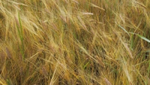 Дъждът проваля прогнозите за добри добиви на зърно и в Плевенско - Agri.bg