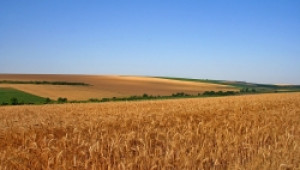 Гръцки фирми изкупуват родна пшеница по 118 EUR/т., ечемик по 113 EUR/т., царевица по 165 EUR/т. - Agri.bg