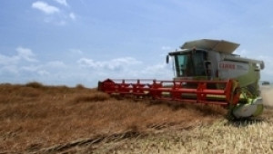 Жътвата на пшеницата подрани в шабленско и закъснява в останалата част от Добричка област - Agri.bg