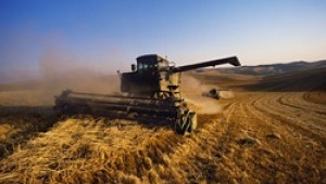 Първите фючърсни цени за продажба на „зелено” при пшеницата са 190 – 210 лв./тон без ДДС - Agri.bg