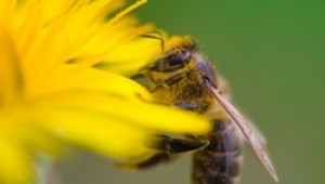Първа световна конференция по Биологично пчеларство ще се проведе през август - Agri.bg
