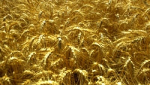 Денят на пшеницата се проведе за поредна година в свищовското село Царевец - Agri.bg
