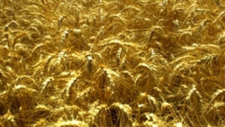 Денят на пшеницата се проведе за поредна година в свищовското село Царевец