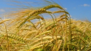 Вече официално : Цената на пшеницата реколта 2010 стартира от 210 лв./тон - Agri.bg
