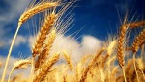 Зърнопроизводителите ще настояват правителството да отпусне гласуваните под черта 150 млн. лв за земеделие - Agri.bg