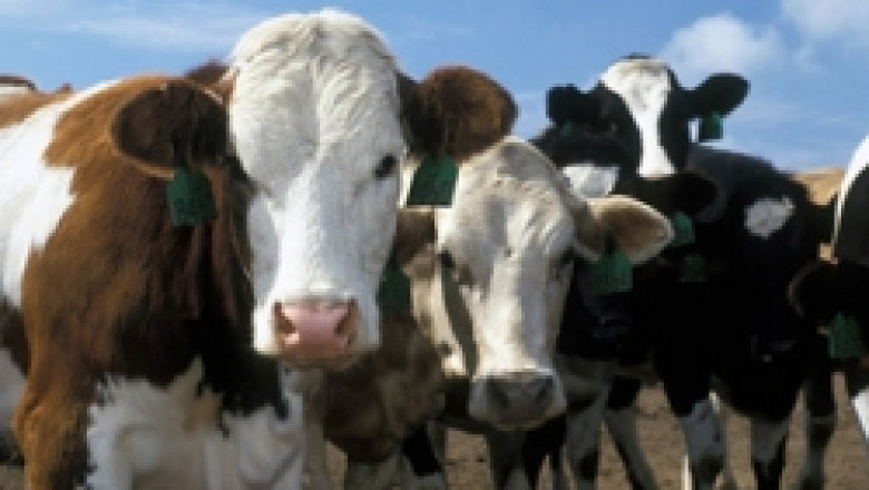 Кой получи "голямата" субсидия от 0,009 лв/л краве мляко и за какво ще използва парите?