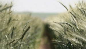 Целта пред родното зърнопроизводство е достигането на нивата от 1989-а година, а именно - 7-8 млн.тона зърно - Agri.bg