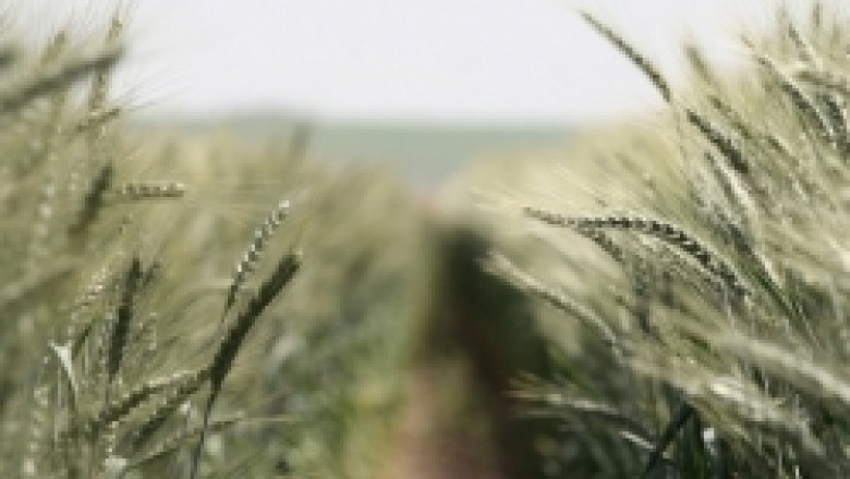 Целта пред родното зърнопроизводство е достигането на нивата от 1989-а година, а именно - 7-8 млн.тона зърно