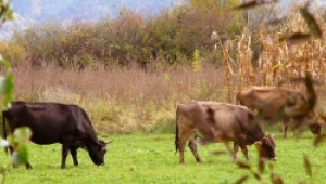 ДФЗ изплати 3.6 млн. лв субсидии за кравето мляко – за литър фермерите получават  0,009 стотинки - Agri.bg