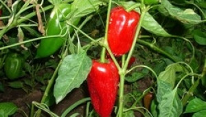 От днес производители на пипер и домати могат да кандидатстват за кредит от ДФЗ за семена, торове, препарати - Agri.bg