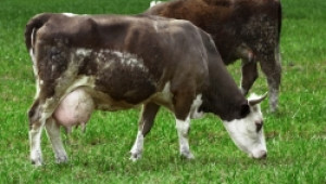 Броят на кравите в България ще падне под 150 000 бр. до края на 2010 г. - Agri.bg
