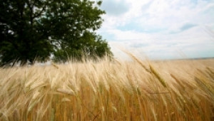 Зърнопроизводителите имат още един месец за интервенционно изкупуване на пшеница и ечемик от реколта 2009 - Agri.bg