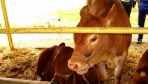 Текат последни дни до крайният срок за подаване на заявленията за подпомагане на производителите на краве мляко - Agri.bg