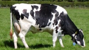 Наближава крайният срок за подаване на заявления по Схемата за краве мляко - Agri.bg