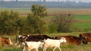 ДФЗ е превел средства на животновъдите по НДЖ ден преди протеста им - Agri.bg