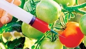 Bayer призна, че разпространението на ГМО заразата вече е извън контрол - Agri.bg